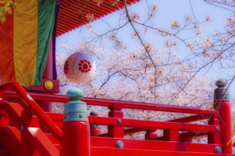 Takamichi mountain of Sakura (Yokohama City, Kanagawa Prefecture). Shooting Location: Yokohama-city