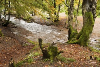 Autumn park with river is running down in autumnal forest