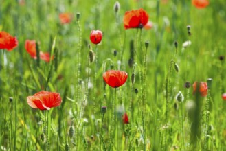 Poppy field with close up flowers, nature background