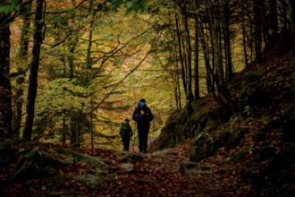Bosque de Bordes, valle de Valier -Riberot-, Parque Natural Regional de los Pirineos de Ariège,