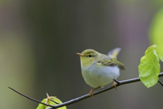 Wood warbler, (Phylloscopus sibilatrix), animals, birds, songbirds, perch, biotope, habitat,