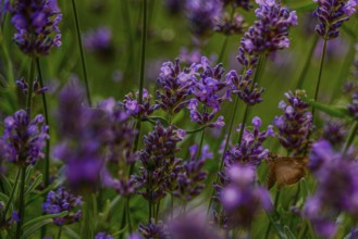 In a flowering garden, a butterfly pollinates lavender flowers during a sunny afternoon in