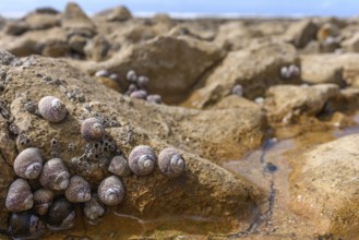 Close up on coastal rocks with seashells during low tide at the French coastline