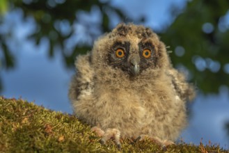 Long-eared Owl chicks perched on a branch in an orchard