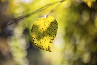 Autumn leaves, Leoben, Styria, Austria