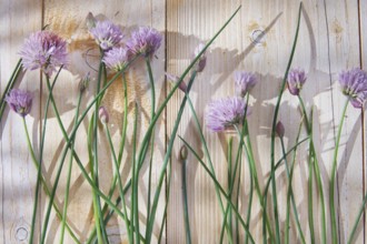 Time for creative cooking herbs, chives in bloom