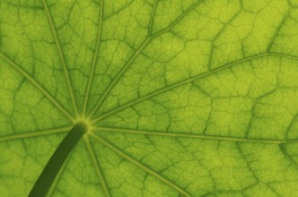 Bottom view of the leaf surface of a nasturtium