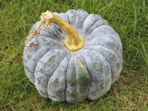 Pumpkin family (Cucurbitaceae), ornamental pumpkin, North Rhine-Westphalia, Germany