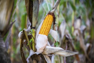 Corn on the corn cob, Niklasdorf, Styria, Austria