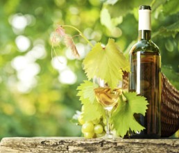 White wine bottle, glass, young vine and bunch of grapes against green spring background