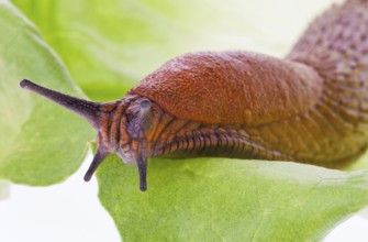 A nudibranch crawls on a lettuce leaf Austria