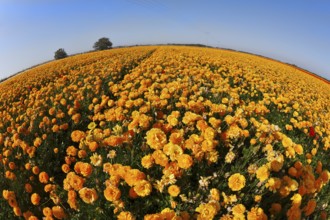Bright spring flower fields. Orange buttercups