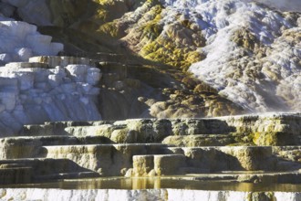 Picturesque Minerva Terrace in Yellowstone national park in the USA