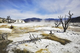 Smoking waters and fossilized black trunks of trees in Yellowstone national Park