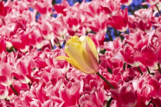 Blooming tulips flowers in as floral plant background
