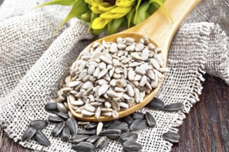 Sunflower seeds peeled in spoon and seeds in a shell on burlap, sunflower flower on background of