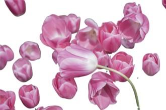 Spring flowers tulips isolated on white background. floral collection