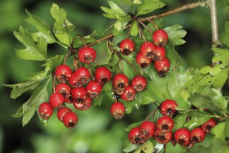 Fruits of Common hawthorn, Fruits of Common hawthorn
