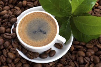 Fresh coffee with coffee branch
