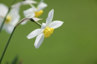 An image of some nice white daffodils