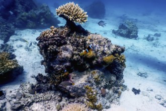 Underwater view of the coral reef, Tropical waters, Marine life