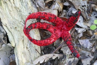 Cuttlefish mushroom, Clathrus archeri