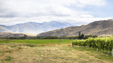 An image of agriculture in New Zealand south island