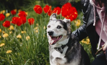 Happy dog with a person near bright red tulips basking in sunlight