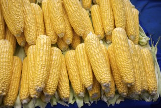 Plenty of organic fresh peeled corns as food background
