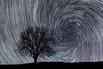 Star trails. Lonely tree