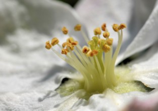 Orange pistils of the apple blossom, Macro