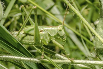 Great green bush cricket