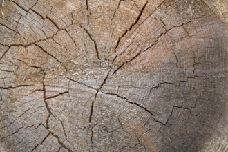 Cross-section of a tree trunk with annual rings