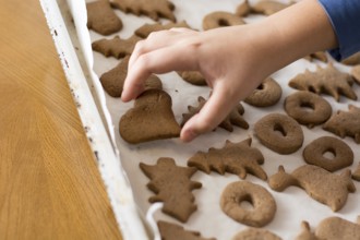 Boy picking up baked gingerbread cookie from a white plate