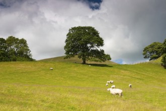 On the pasture in Sedbergh, Yorkshire Dales National Park, Cumbria, England, United Kingdom