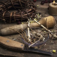 Dried medicinal licorice root herbalist.selective focus