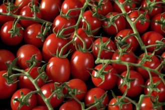 Group of small tomatoes with green stems, view from above, Liptovsky Hradok, Slovakia