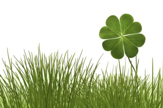 Clover 6