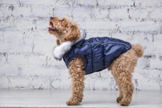 Small funny dog of brown colour with curly hair of toy poodle breed posing in clothes for dogs.
