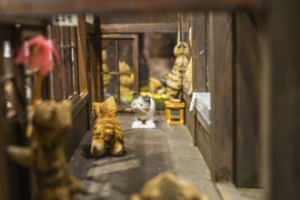Cat of school. Shooting Location: Tokyo metropolitan area