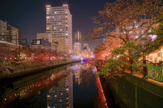 Of going to see cherry blossoms at night Ooka River Purobunado. Shooting Location: Yokohama-city