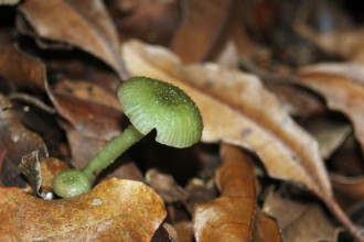 Green waxgill toadstool, Hygrocybe viridis, West Coast, South Island, New Zealand