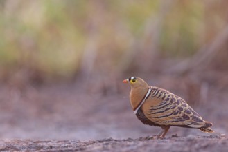 Bush flying fowl, (Pterocles quadricintus), three-banded flying fowl, three-banded flying fowl,
