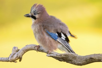 Jay, European Jay, Jay, eurasian jay (Garrulus glandarius), Geai des chênes, Arrendajo Común,