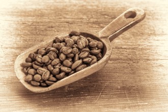 Rustic scoop of roasted coffee beans against a grunge painted wood background, retro sepia toning