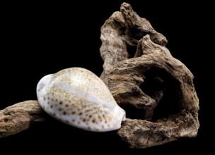 Close-up of a smooth white Naria erosa cowry shell resting on textured driftwood, captured against