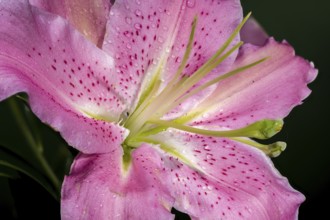 A close-up shot of a pink Oriental lily in full bloom with dewdrops on its petals, surrounded by