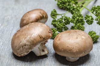 Brown champignon on grey background with parsley, close up
