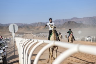 Camel jockey at the Al Ula Camel Cup race at the Mughayra Heritage Sports Village, Al Ula, Saudi