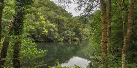 Fragas do Eume Natural Park, Pontedeume, La Coruña, Galicia, Spain